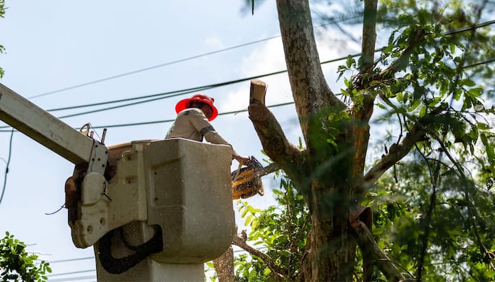 A tree care and maintenance worker in Denton, TX wearing orange safety hat