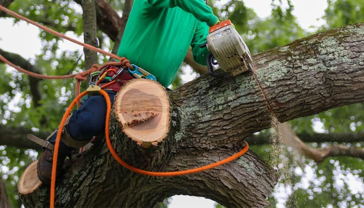 A tree trimming consultant in Denton, TX..