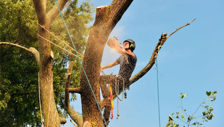 A tree removal professional wears safety goggles in Denton, TX.