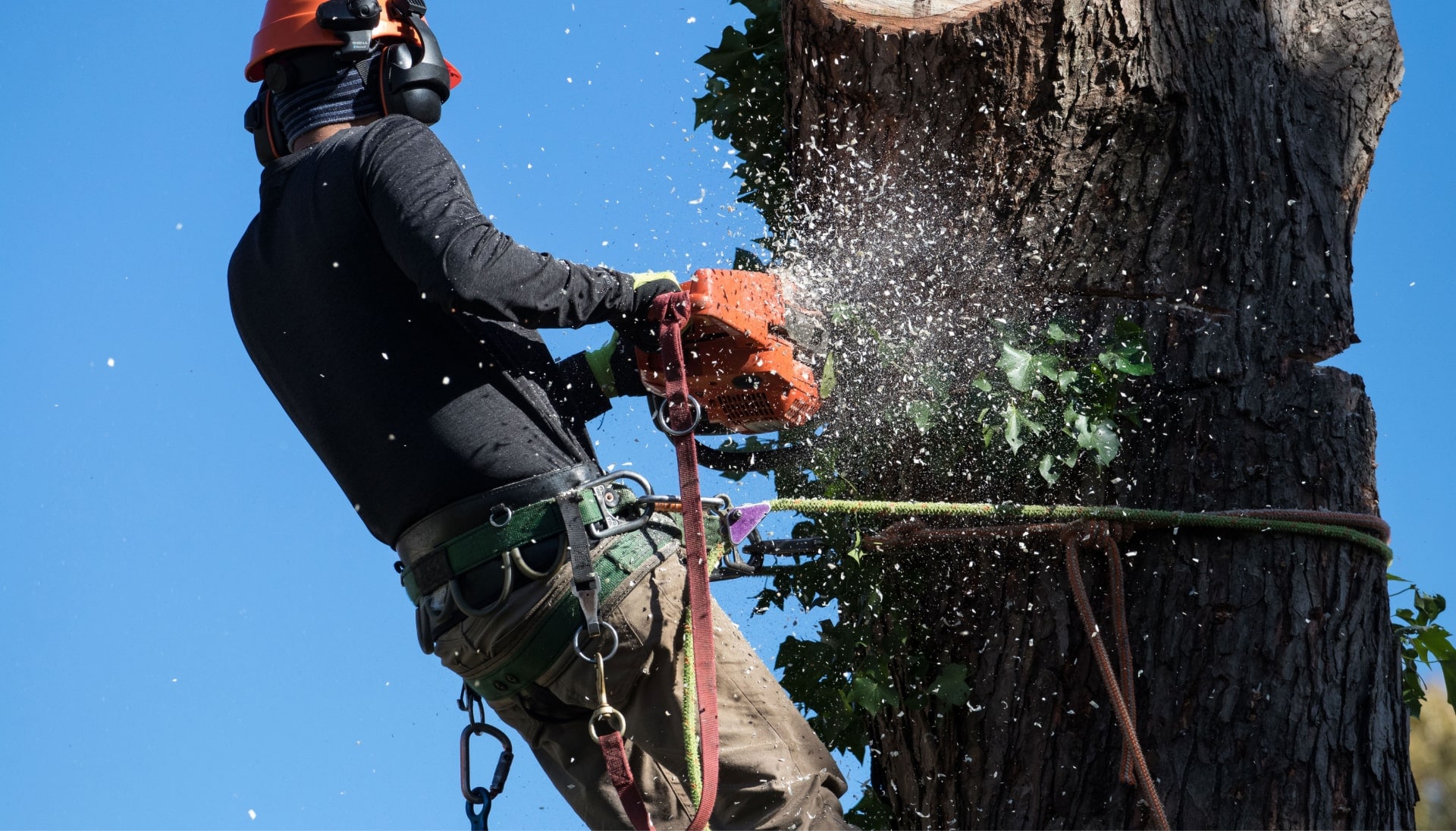 A tree removal expert is high in tree to cut down stump in Denton TX.